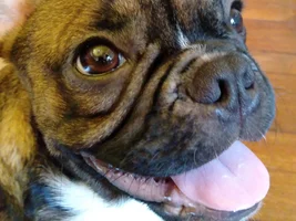 ~ENTER HERE~ March 2019 Frenchie of the Month: FRENCHIE FACES