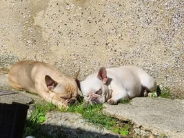 Hi to all you lovey frenchy owners.