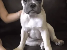 Poop! How many times for a 5mos old Frenchie?