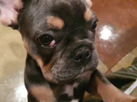 Cherry eye recovery...