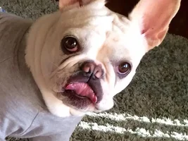 ~ENTER HERE~ March Frenchie of the Month contest "Frenchie Faces"