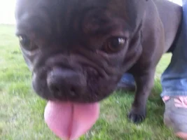 4 Paw Members, PLEASE VOTE for your favorite Frenchie-TUDES!