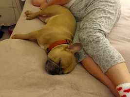 📷 Please submit a photo for the French Bulldog News Header & Logo!