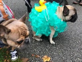 Costume or no costume?