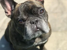 ENTER HERE!!  April 2021 Frenchie of the Month Contest "My Favorite Picture"