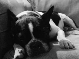 ~Gregarious~French Bulldog Available for Adoption in Louisiana