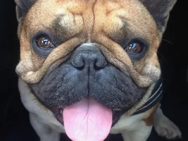 ~ENTER HERE~ *SMILING FRENCHIES* April Frenchie of the Month!