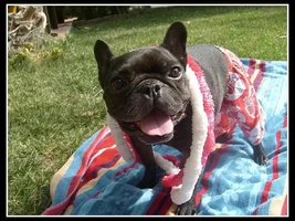 ENTER HERE ~ Frenchie of the Month Contest ~ Summertime Frenchies!!