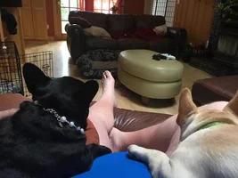 And then there were two! Introducing Tallulah's new brother!