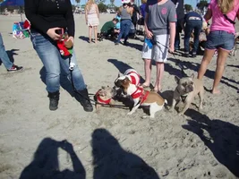 Frenchie Meet up group event this weekend Dec 1st
