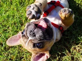 September 2014 Frenchie of the Month Contest ~ENTER HERE~