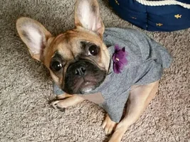 4 Paw Members, PLEASE VOTE for your favorite Frenchies!!!