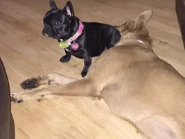 Size and Weight