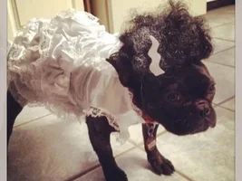 4 Paw Members, PLEASE VOTE for your favorite Halloween Costumes!