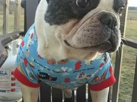 ~Mackelmore~French Bulldog Available for Adoption in Ontario
