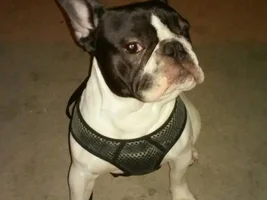 Huge Frenchie