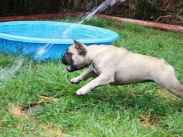 Does your Frenchie like water?