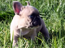 Anyone Have Pictures Of Your Frenchie's Parents???