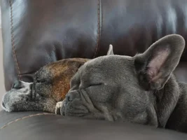 Snuggle buddies