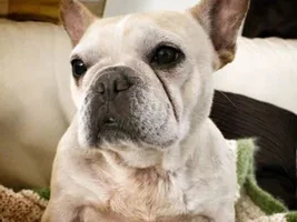 ~Lolita~French Bulldog Available for Adoption in Iowa
