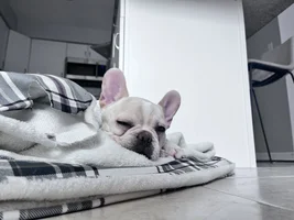 New owner frenchie or mix