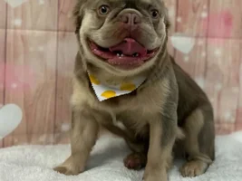 Co parenting my daughter’s fluffy frenchie.