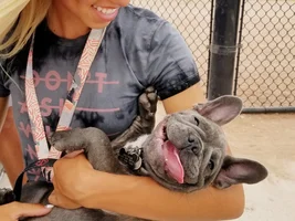 PLEASE VOTE for your favorite tounge tied Frenchie!!!