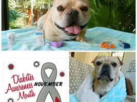 Happy Sugarversary to Rocco!