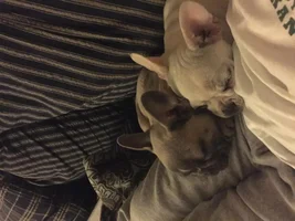 ~ENTER HERE~ February Frenchie of the Month Contest - Be My Frenchie-tine!