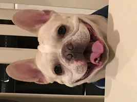 ~ENTER HERE~ March Frenchie of the Month Contest "FRENCHIE FACES"