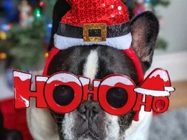 4 PAW MEMBERS!!  Please vote for your favorite HOLLY JOLLY FRENCHIES!!
