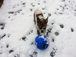 This Ball Doesn't Roll Very Good In Wet Snow!
