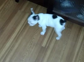 Cortana is home now!