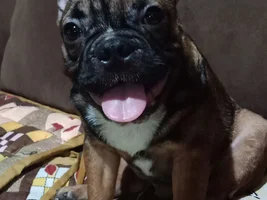 Sables, please help me identify the color of my Frenchie.