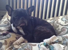 ~Tinker~French Bulldog Available for Adoption in Pennsylvania