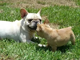 Puppy sitting