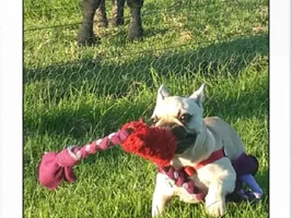 Tuggo Dog Toy  ~Mother's Day Photo Contest~  ENTER HERE!