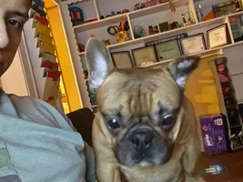 French Bulldog with Aural hematoma - Vet suggests surgery.