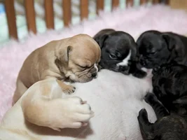 My new puppy