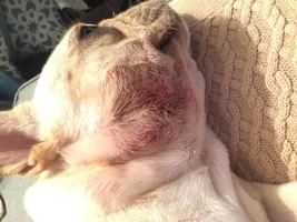 Scratching bloody rash