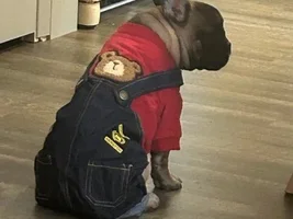 ~ENTER HERE~ January 2022 Frenchie of the Month "Frenchie-Tude"