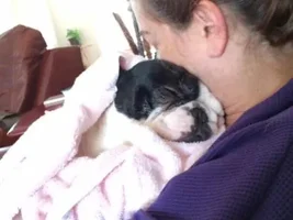 VOTE NOW!!!  August 2016 Sleepy Frenchies Contest