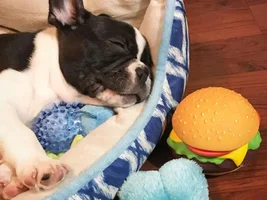 4 PAW MEMBERS!!!  Please VOTE for your favorite Sleepy Frenchies!