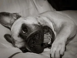 The Cutest Interruption