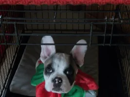 VOTE HERE!!!!  December Frenchie of the Month!