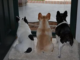 The Three Stooges