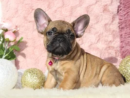 PLEASE VOTE!!  Holly Jolly Frenchie of the Month!