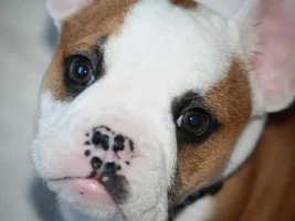 Hi -- here is Cheli