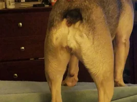 ~ENTER HERE~ November Frenchie of the Month "TURKEY LEG" Contest