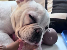 New owner frenchie or mix